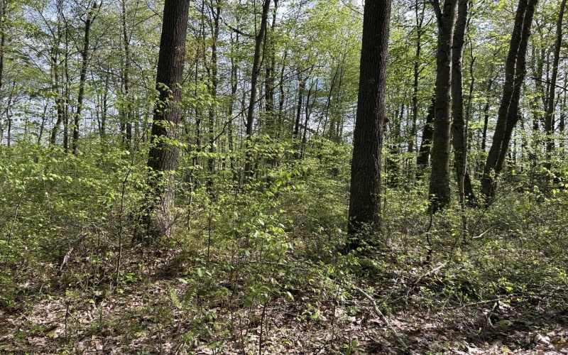 TBD McNair Road, Albright, West Virginia 26519, ,Lots/land,For Sale,McNair,10159374