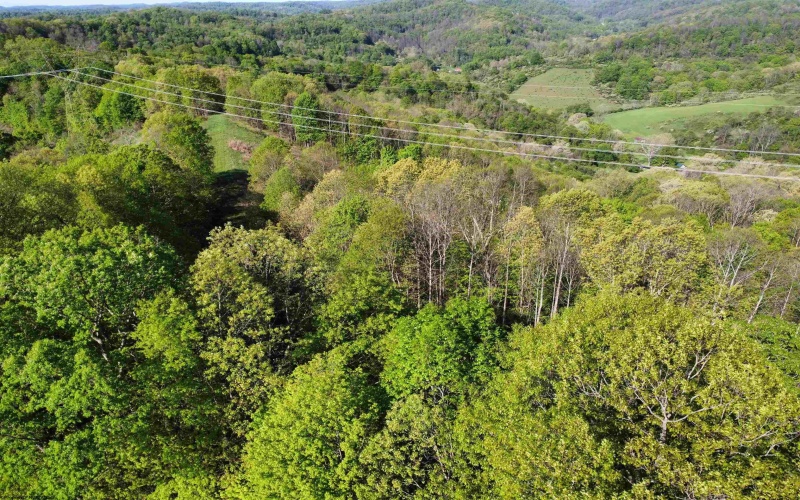 TBD Brushy Fork Road, Wadestown, West Virginia 26575, ,Lots/land,For Sale,Brushy Fork,10159400
