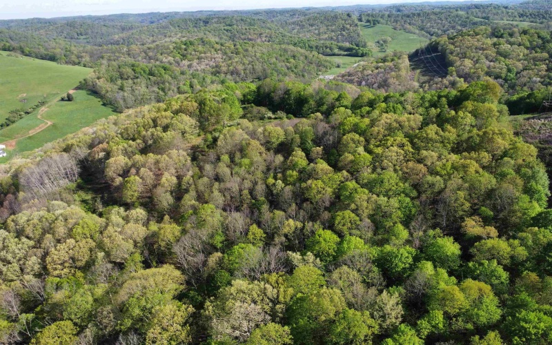 TBD Brushy Fork Road, Wadestown, West Virginia 26575, ,Lots/land,For Sale,Brushy Fork,10159400