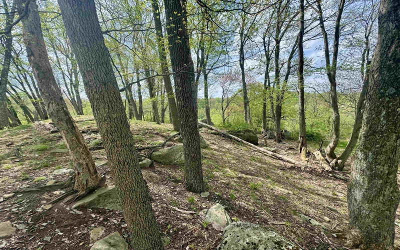 1062 Nestorville Road, Philippi, West Virginia 26416, ,Lots/land,For Sale,Nestorville,10159429