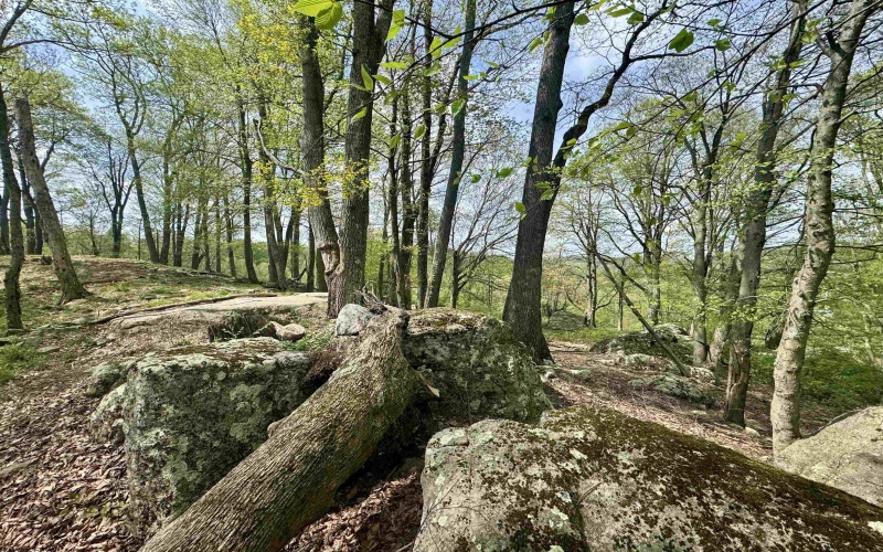 1062 Nestorville Road, Philippi, West Virginia 26416, ,Lots/land,For Sale,Nestorville,10159429