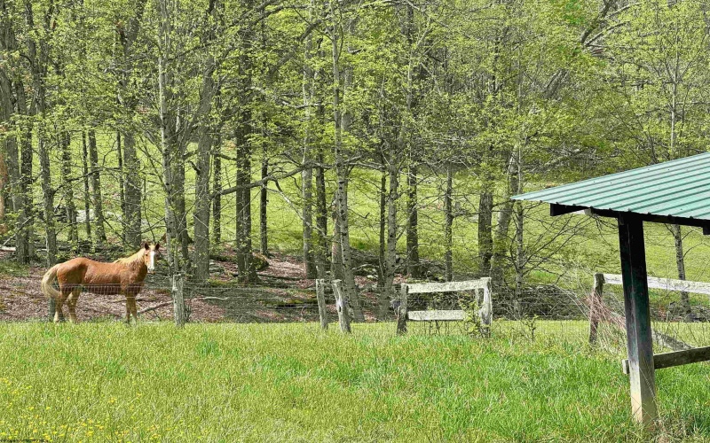 1062 Nestorville Road, Philippi, West Virginia 26416, ,Lots/land,For Sale,Nestorville,10159429