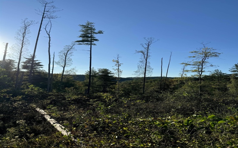 50 Wine Lane, West Union, West Virginia 26456, ,Lots/land,For Sale,Wine,10159453
