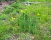 50 Wine Lane, West Union, West Virginia 26456, ,Lots/land,For Sale,Wine,10159453