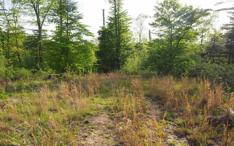50 Wine Lane, West Union, West Virginia 26456, ,Lots/land,For Sale,Wine,10159453