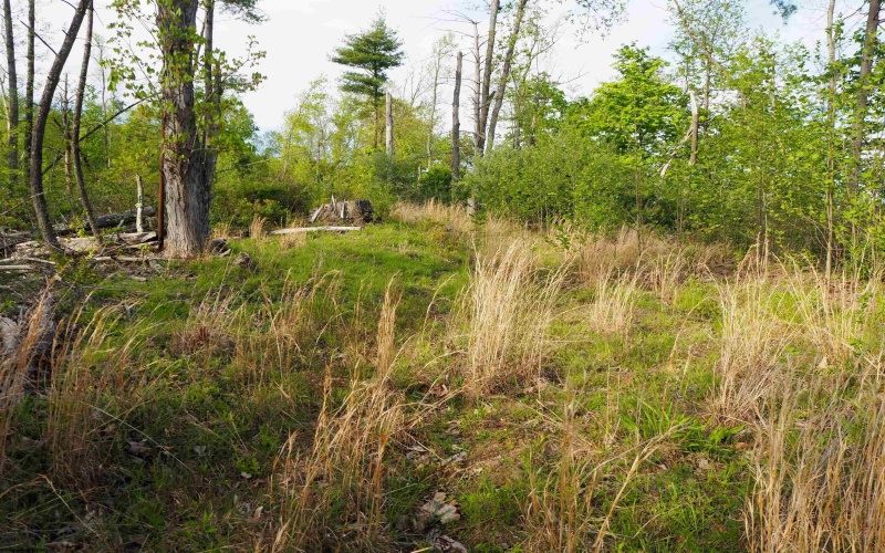 50 Wine Lane, West Union, West Virginia 26456, ,Lots/land,For Sale,Wine,10159453