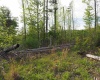 50 Wine Lane, West Union, West Virginia 26456, ,Lots/land,For Sale,Wine,10159453