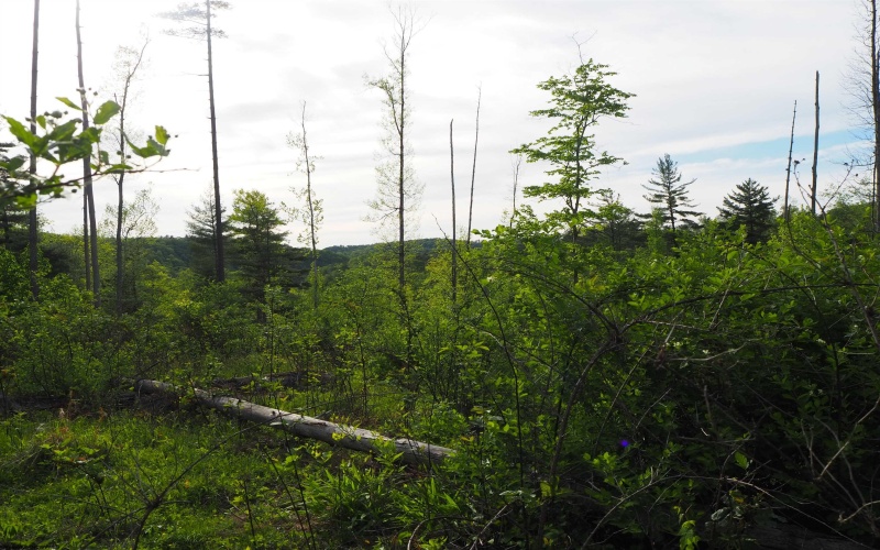 50 Wine Lane, West Union, West Virginia 26456, ,Lots/land,For Sale,Wine,10159453