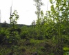 50 Wine Lane, West Union, West Virginia 26456, ,Lots/land,For Sale,Wine,10159453