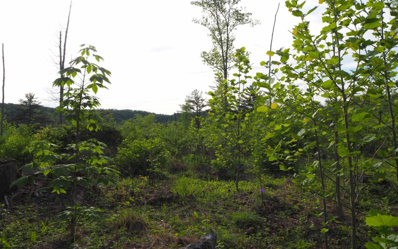 50 Wine Lane, West Union, West Virginia 26456, ,Lots/land,For Sale,Wine,10159453