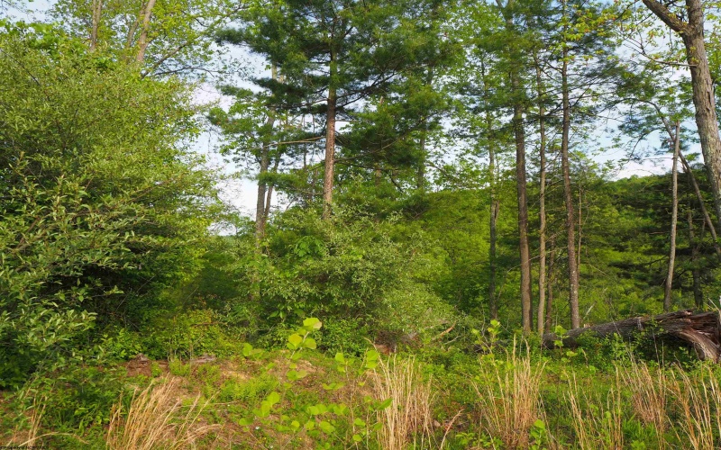 50 Wine Lane, West Union, West Virginia 26456, ,Lots/land,For Sale,Wine,10159453