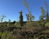 50 Wine Lane, West Union, West Virginia 26456, ,Lots/land,For Sale,Wine,10159453