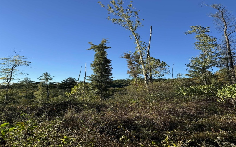 50 Wine Lane, West Union, West Virginia 26456, ,Lots/land,For Sale,Wine,10159453