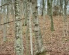 TBD Grass Run Road, Salem, West Virginia 26426, ,Lots/land,For Sale,Grass Run,10159481