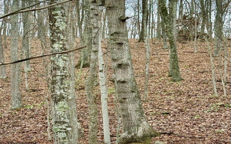 TBD Grass Run Road, Salem, West Virginia 26426, ,Lots/land,For Sale,Grass Run,10159481