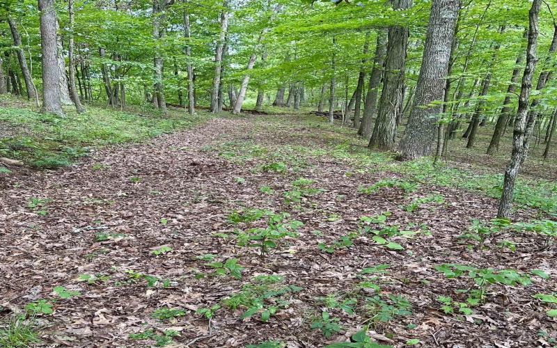 TBD Grass Run Road, Salem, West Virginia 26426, ,Lots/land,For Sale,Grass Run,10159481