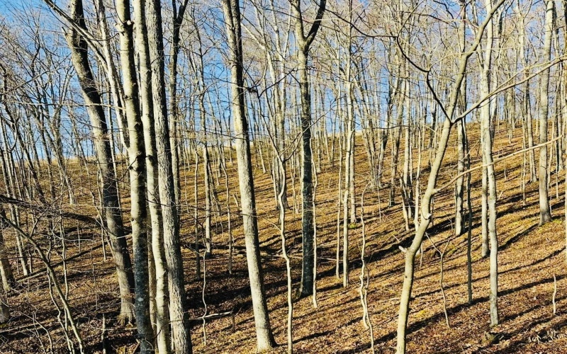 TBD Grass Run Road, Salem, West Virginia 26426, ,Lots/land,For Sale,Grass Run,10159481