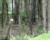 Lots 153-154 Clover Drive, Terra Alta, West Virginia 26764, ,Lots/land,For Sale,Clover,10159473