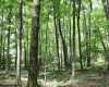 Lots 153-154 Clover Drive, Terra Alta, West Virginia 26764, ,Lots/land,For Sale,Clover,10159473