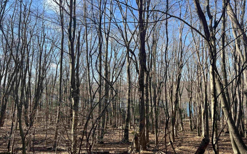Lots 153-154 Clover Drive, Terra Alta, West Virginia 26764, ,Lots/land,For Sale,Clover,10159473