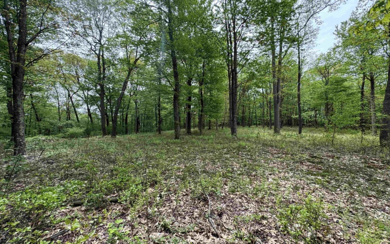 Lot 29 Oak Drive, Albright, West Virginia 26519, ,Lots/land,For Sale,Oak,10159464