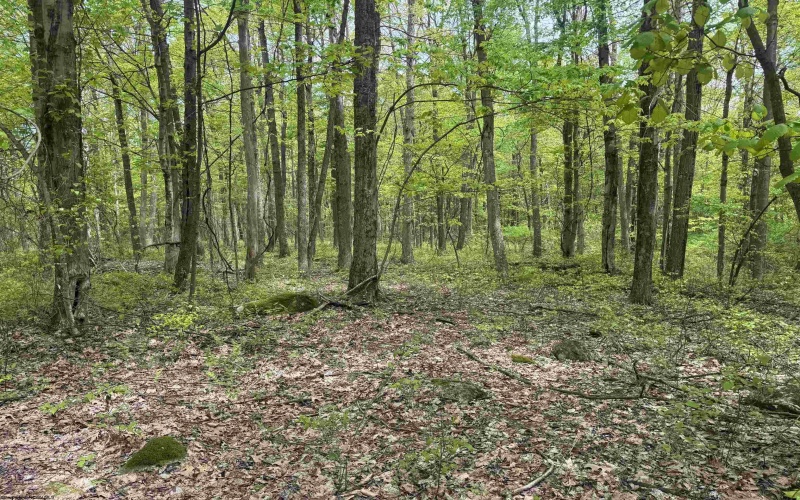 Lot 30 Oak Drive, Albright, West Virginia 26519, ,Lots/land,For Sale,Oak,10159465