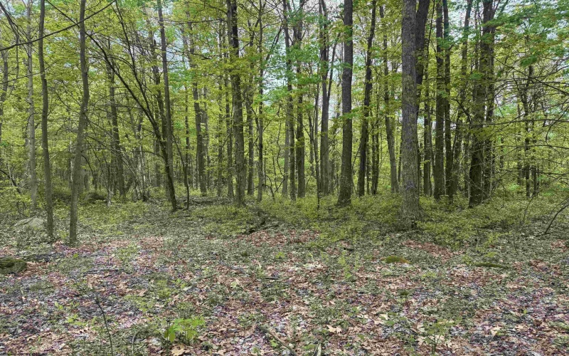 Lot 30 Oak Drive, Albright, West Virginia 26519, ,Lots/land,For Sale,Oak,10159465