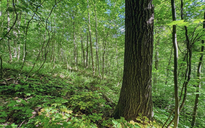 TBD 4 States Road, Worthington, West Virginia 26572, ,Lots/land,For Sale,States,10159495