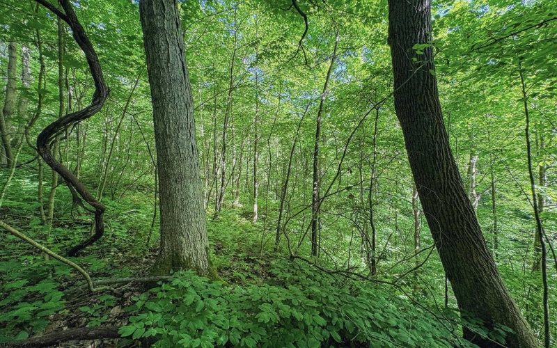 TBD 4 States Road, Worthington, West Virginia 26572, ,Lots/land,For Sale,States,10159495
