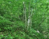 TBD 4 States Road, Worthington, West Virginia 26572, ,Lots/land,For Sale,States,10159495