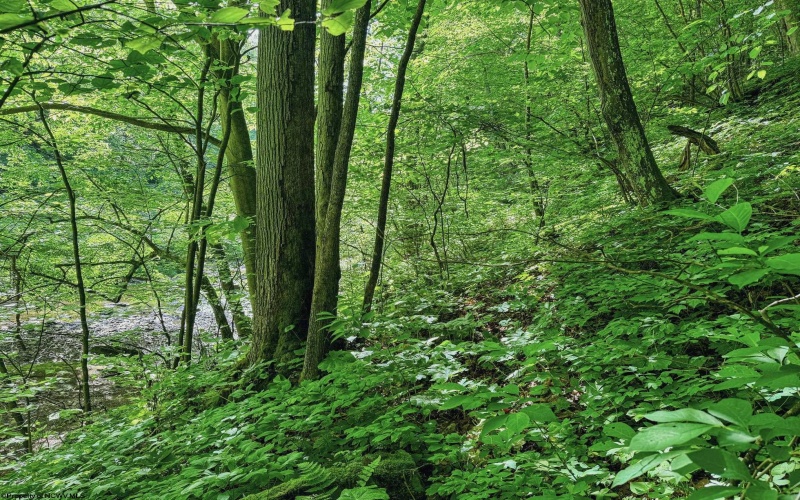 TBD 4 States Road, Worthington, West Virginia 26572, ,Lots/land,For Sale,States,10159495