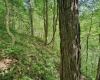TBD 4 States Road, Worthington, West Virginia 26572, ,Lots/land,For Sale,States,10159495
