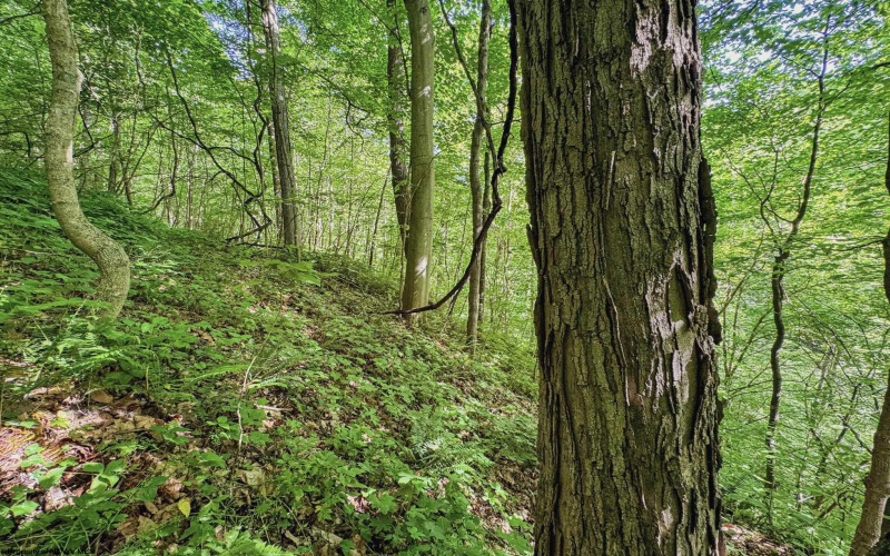 TBD 4 States Road, Worthington, West Virginia 26572, ,Lots/land,For Sale,States,10159495