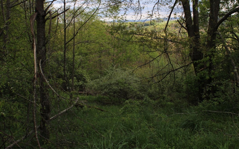 5360 Stemple Ridge Road, Aurora, West Virginia 26705, ,Lots/land,For Sale,Stemple Ridge,10159490
