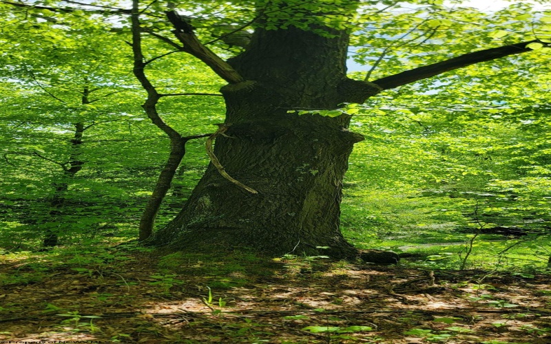 TBD Maple Run, Fairmont, West Virginia 26554-9999, ,Lots/land,For Sale,Maple,10159506