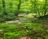 TBD Maple Run, Fairmont, West Virginia 26554-9999, ,Lots/land,For Sale,Maple,10159506