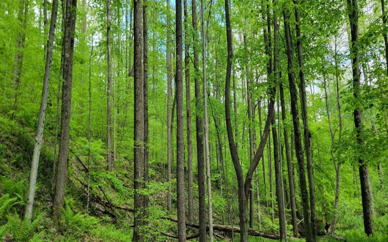 TBD Maple Run, Fairmont, West Virginia 26554-9999, ,Lots/land,For Sale,Maple,10159506