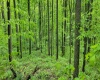 TBD Maple Run, Fairmont, West Virginia 26554-9999, ,Lots/land,For Sale,Maple,10159506