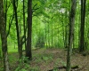 TBD Maple Run, Fairmont, West Virginia 26554-9999, ,Lots/land,For Sale,Maple,10159506