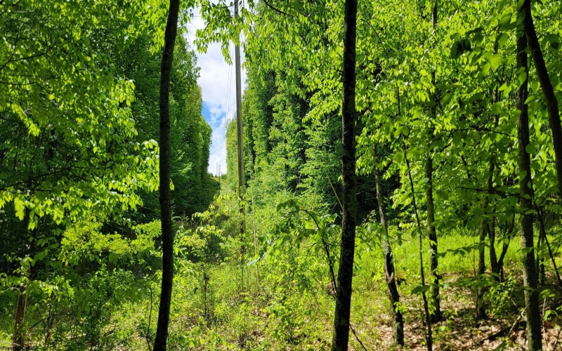 TBD Maple Run, Fairmont, West Virginia 26554-9999, ,Lots/land,For Sale,Maple,10159506