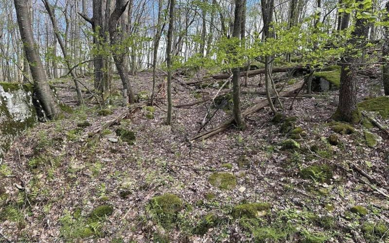 Lot 94 Day Lily Circle, Terra Alta, West Virginia 26764, ,Lots/land,For Sale,Day Lily,10159508