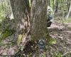 633 Mill Creek, Philippi, West Virginia 26416, ,Lots/land,For Sale,Mill,10159520