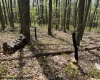 633 Mill Creek, Philippi, West Virginia 26416, ,Lots/land,For Sale,Mill,10159520