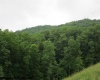 1303 Pheasant Mountain Road, Kerens, West Virginia 26276, 2 Bedrooms Bedrooms, 4 Rooms Rooms,2 BathroomsBathrooms,Single Family Detached,For Sale,Pheasant Mountain,10159545