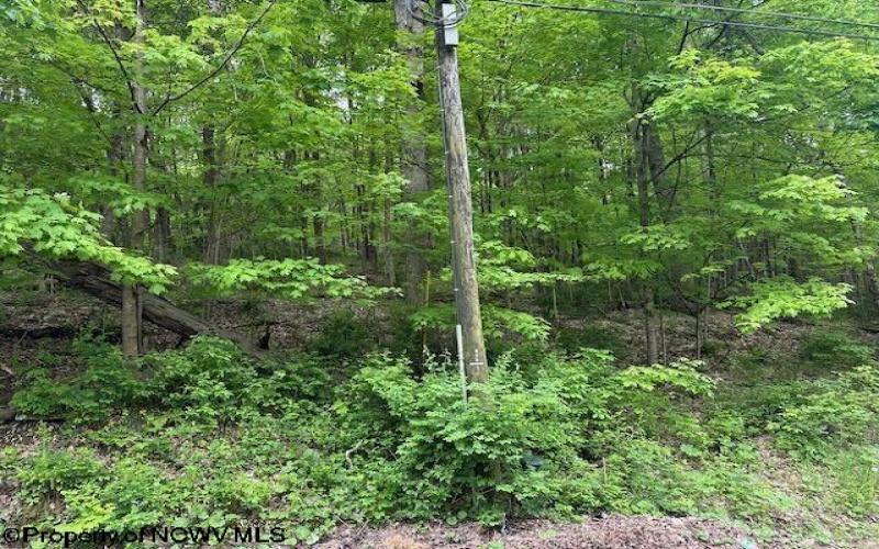 TBD Moyer Hollow Road, Elkins, West Virginia 26241, ,Lots/land,For Sale,Moyer Hollow,10159554