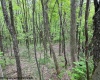 TBD Moyer Hollow Road, Elkins, West Virginia 26241, ,Lots/land,For Sale,Moyer Hollow,10159554