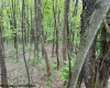 TBD Moyer Hollow Road, Elkins, West Virginia 26241, ,Lots/land,For Sale,Moyer Hollow,10159554