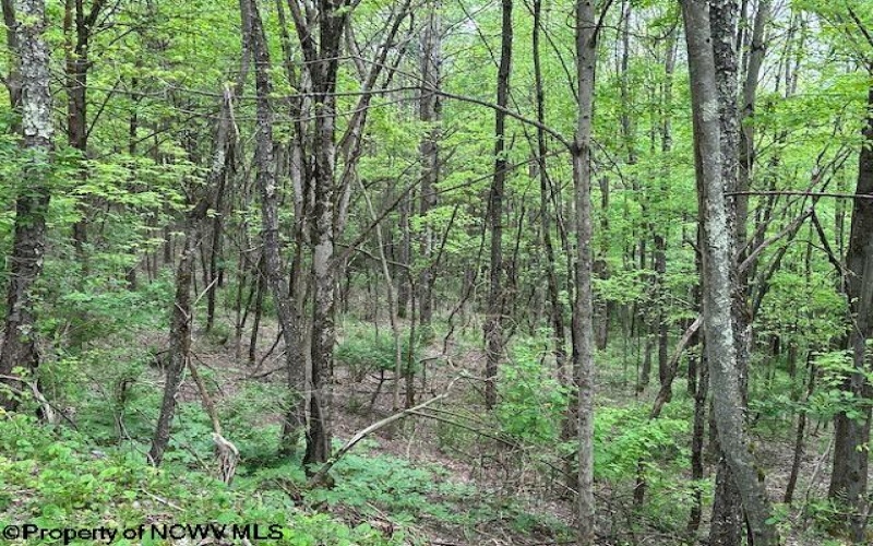 TBD Moyer Hollow Road, Elkins, West Virginia 26241, ,Lots/land,For Sale,Moyer Hollow,10159554