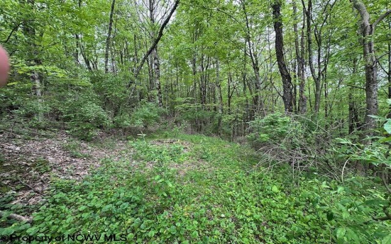 TBD Moyer Hollow Road, Elkins, West Virginia 26241, ,Lots/land,For Sale,Moyer Hollow,10159554