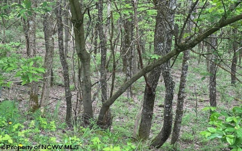 TBD Moyer Hollow Road, Elkins, West Virginia 26241, ,Lots/land,For Sale,Moyer Hollow,10159554